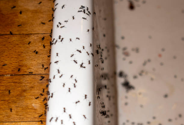 Best Flea Control Services  in Blackhawk, CA