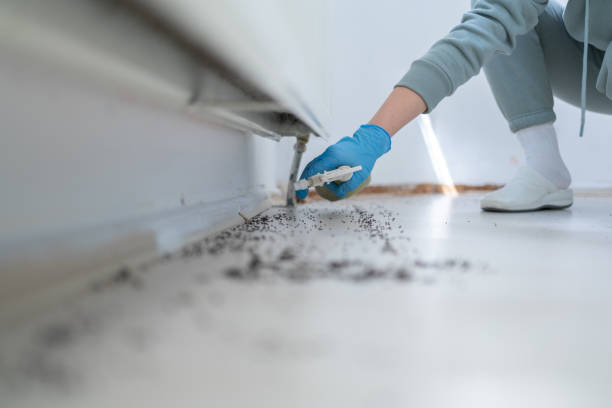 Best Affordable Pest Control Services  in Blackhawk, CA